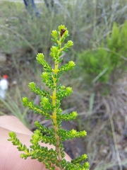 Erica evansii