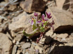 Streptanthus callistus