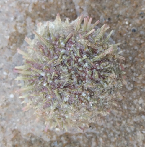 Green Sea Urchin, Noordwijk, Zuid-Holland, Netherlands, photo 5 of 10