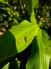 Cardioscarta flavifrons