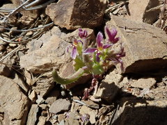 Streptanthus callistus
