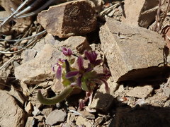 Streptanthus callistus