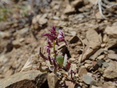 Streptanthus callistus