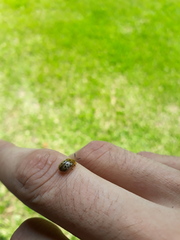 Cistudinella notata