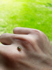 Cistudinella notata