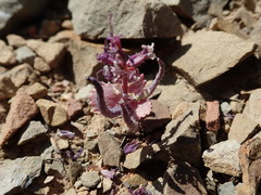 Streptanthus callistus