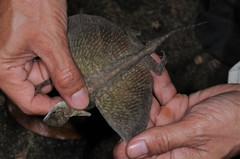 Draco blanfordii