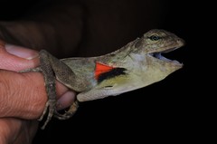 Draco blanfordii
