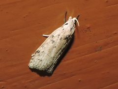 Scythropiodes