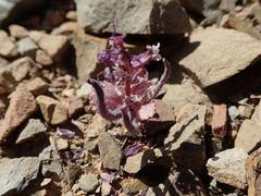 Streptanthus callistus