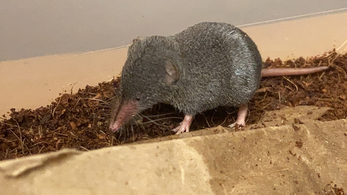 Smoky Shrew