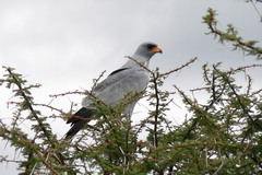 Melierax poliopterus