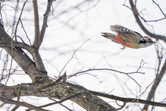 Dendrocoptes medius medius