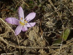 Colchicum bulbocodium