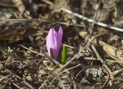 Colchicum bulbocodium