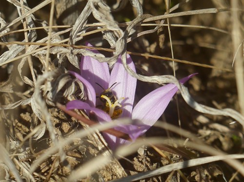 Colchicum bulbocodium