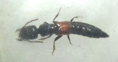 Gauropterus