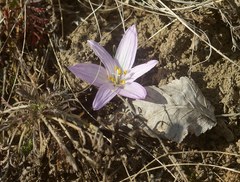 Colchicum bulbocodium