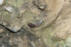 Chondrina