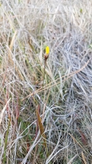 Xyris elliottii