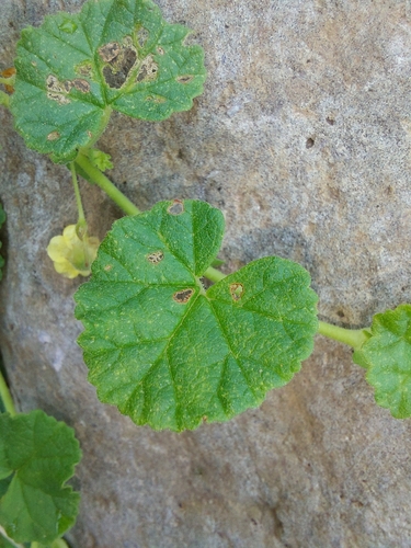 Image of Hermannia malvifolia by (c) Manuel R Popp, some rights reserved (CC BY)