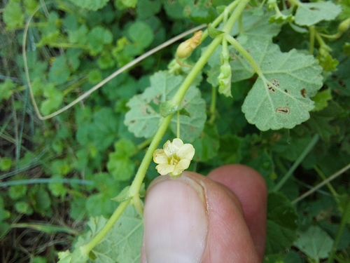 Image of Hermannia malvifolia by (c) Manuel R Popp, some rights reserved (CC BY)