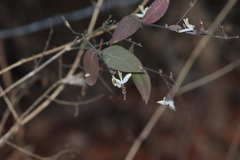 Carlowrightia arizonica