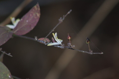 Carlowrightia arizonica