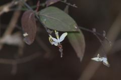 Carlowrightia arizonica