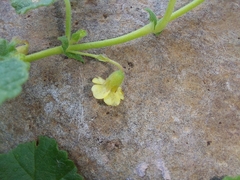 Hermannia malvifolia