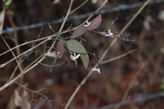 Carlowrightia arizonica