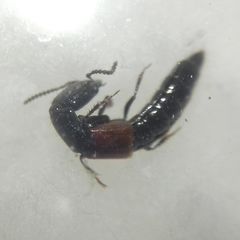 Gauropterus