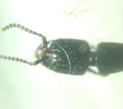 Gauropterus