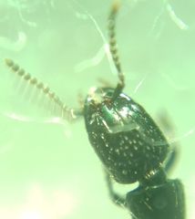 Gauropterus