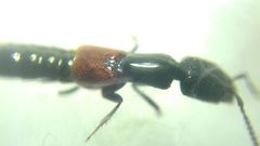 Gauropterus