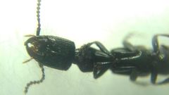 Gauropterus