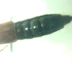 Gauropterus