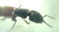 Gauropterus