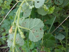 Hermannia malvifolia