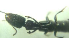 Gauropterus