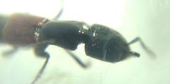 Gauropterus