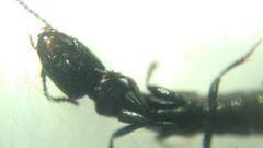 Gauropterus