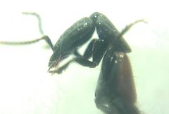Gauropterus