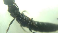Gauropterus