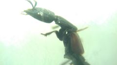 Gauropterus