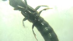 Gauropterus