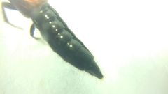 Gauropterus