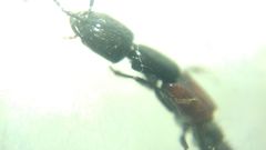 Gauropterus