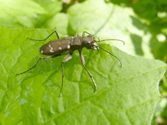 Cicindela gemmata
