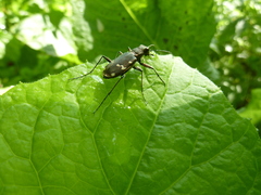 Cicindela gemmata